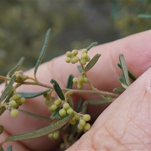 Pomaderris angustifolia at Bungonia, NSW - 11 Sep 2024 12:08 PM