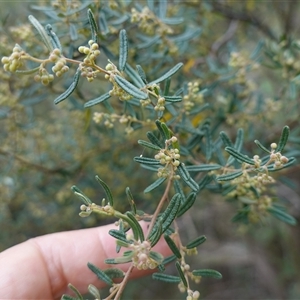 Pomaderris angustifolia at Bungonia, NSW - 11 Sep 2024 12:08 PM