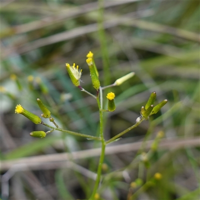 Senecio sp. at Bungonia, NSW - 11 Sep 2024 by RobG1