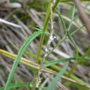 Unidentified at suppressed - 11 Sep 2024