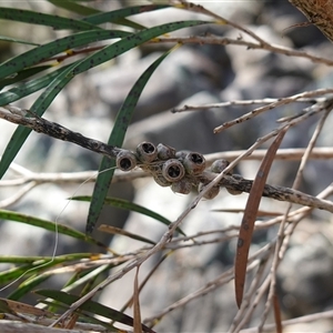 Callistemon sieberi at Bungonia, NSW - 11 Sep 2024 12:44 PM