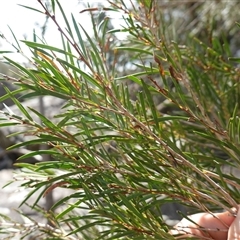 Callistemon sieberi at Bungonia, NSW - 11 Sep 2024