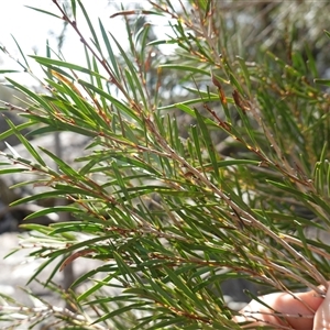 Callistemon sieberi at Bungonia, NSW - 11 Sep 2024