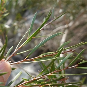 Callistemon sieberi at Bungonia, NSW - 11 Sep 2024