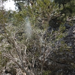 Callistemon sieberi at Bungonia, NSW - 11 Sep 2024