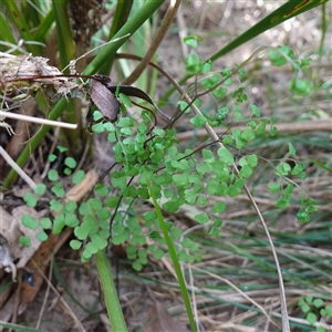 Adiantum aethiopicum at Bungonia, NSW - 11 Sep 2024