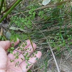 Adiantum aethiopicum at Bungonia, NSW - 11 Sep 2024