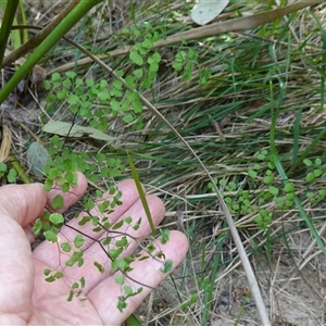 Adiantum aethiopicum at Bungonia, NSW - 11 Sep 2024