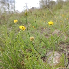 Calotis lappulacea (Yellow Burr Daisy) at Conder, ACT - 7 Jan 2024 by MichaelBedingfield