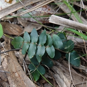 Pellaea calidirupium at Bungonia, NSW - 11 Sep 2024