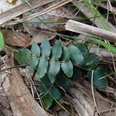 Pellaea calidirupium (Hot Rock Fern) at Bungonia, NSW - 11 Sep 2024 by RobG1