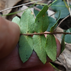 Pellaea calidirupium at Bungonia, NSW - 11 Sep 2024