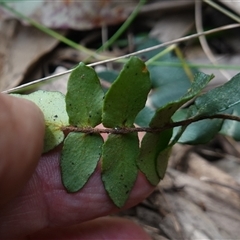 Pellaea calidirupium at Bungonia, NSW - 11 Sep 2024