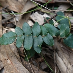 Pellaea calidirupium at Bungonia, NSW - 11 Sep 2024