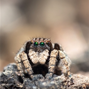 Maratus vespertilio at Yass, NSW - 12 Sep 2024