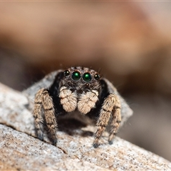 Maratus vespertilio at Yass, NSW - 12 Sep 2024