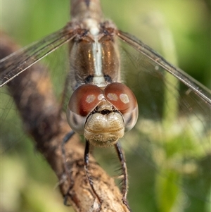 Diplacodes bipunctata at Yass, NSW - 7 Sep 2024