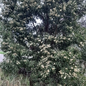 Acacia melanoxylon at Goulburn, NSW - 12 Sep 2024