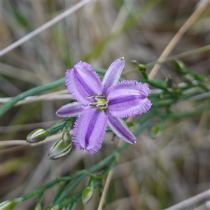 Thysanotus patersonii at Bungonia, NSW - 11 Sep 2024 01:24 PM