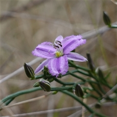 Thysanotus patersonii at Bungonia, NSW - 11 Sep 2024 01:24 PM