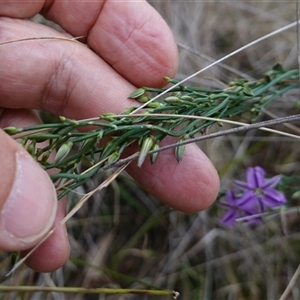 Thysanotus patersonii at Bungonia, NSW - 11 Sep 2024