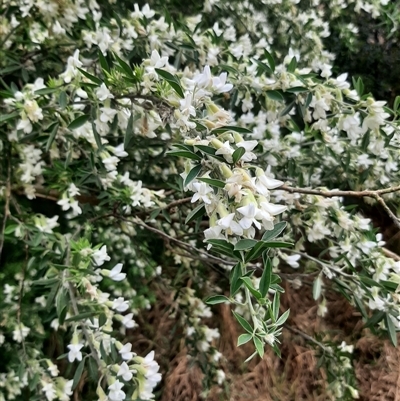 Chamaecytisus palmensis (Tagasaste, Tree Lucerne) at Goulburn, NSW - 12 Sep 2024 by NathanLandcare