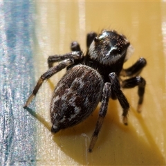 Maratus griseus (Jumping spider) at Murrumbateman, NSW - 24 Aug 2024 by amiessmacro