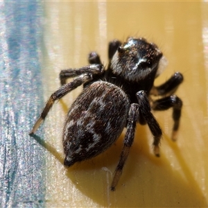 Maratus griseus at Murrumbateman, NSW - 24 Aug 2024