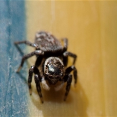 Maratus griseus at Murrumbateman, NSW - 24 Aug 2024