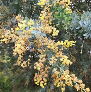 Acacia baileyana at Goulburn, NSW - 12 Sep 2024