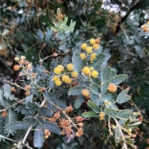 Acacia baileyana at Goulburn, NSW - 12 Sep 2024