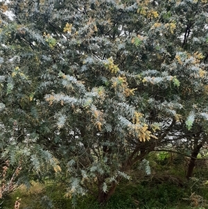 Acacia baileyana at Goulburn, NSW - 12 Sep 2024