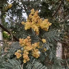 Acacia dealbata subsp. dealbata (Silver Wattle) at Goulburn, NSW - 12 Sep 2024 by NathanLandcare