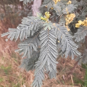 Acacia dealbata subsp. dealbata at Goulburn, NSW - 12 Sep 2024 11:30 AM