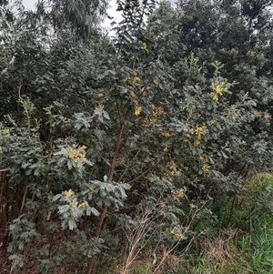 Acacia dealbata subsp. dealbata at Goulburn, NSW - 12 Sep 2024 11:30 AM