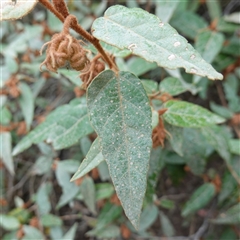 Lasiopetalum macrophyllum (Shrubby Velvet-Bush) at Bungonia, NSW - 11 Sep 2024 by RobG1