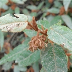 Lasiopetalum macrophyllum at Bungonia, NSW - 11 Sep 2024