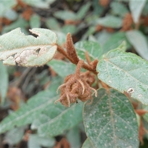 Lasiopetalum macrophyllum at Bungonia, NSW - 11 Sep 2024