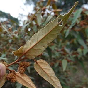 Lasiopetalum macrophyllum at Bungonia, NSW - 11 Sep 2024