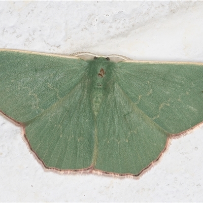 Prasinocyma semicrocea (Common Gum Emerald moth) at Melba, ACT - 11 Sep 2024 by kasiaaus