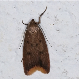 Tachystola acroxantha at Melba, ACT - 11 Sep 2024