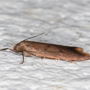 Tachystola acroxantha at Melba, ACT - 11 Sep 2024