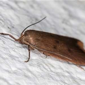 Tachystola acroxantha at Melba, ACT - 11 Sep 2024