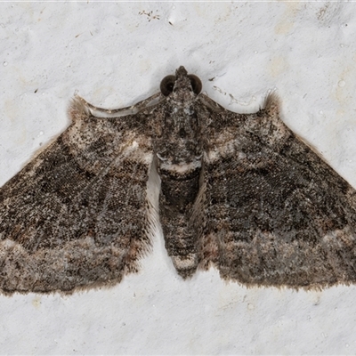 Phrissogonus laticostata (Apple looper moth) at Evatt, ACT - 11 Sep 2024 by kasiaaus