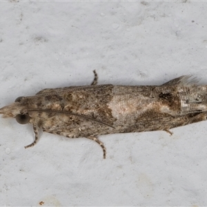 Crocidosema plebejana at Evatt, ACT - 11 Sep 2024