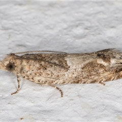 Crocidosema plebejana at Evatt, ACT - 11 Sep 2024