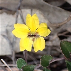 Goodenia hederacea subsp. hederacea (Ivy Goodenia, Forest Goodenia) at Bungonia, NSW - 11 Sep 2024 by AnneG1