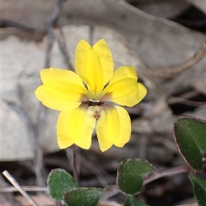 Goodenia hederacea subsp. hederacea at Bungonia, NSW - 11 Sep 2024