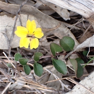 Goodenia hederacea subsp. hederacea at Bungonia, NSW - 11 Sep 2024