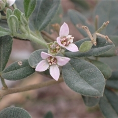 Zieria cytisoides (Downy Zieria) at Bungonia, NSW - 11 Sep 2024 by AnneG1